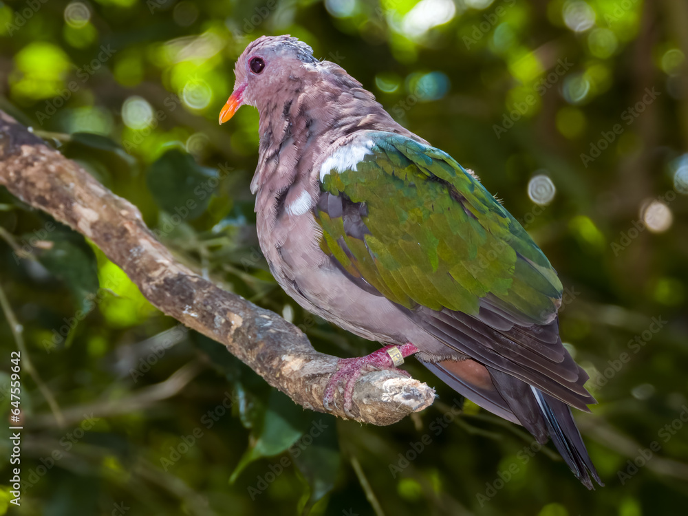 Pacific Emerald Dove in Queensland Australia Pacific Emerald Dove in Queensland Australia