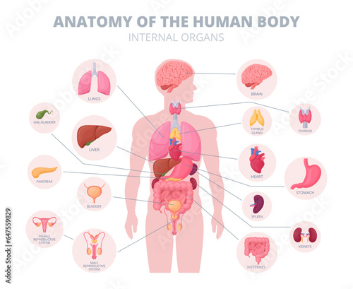 Cartoon internal organs infographic. Human body anatomy, digestive and reproductive system medical scheme flat vector illustration. Anatomy structure