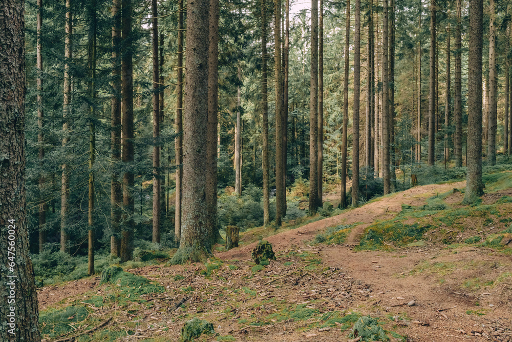 Obraz premium idyll in a coniferous forest