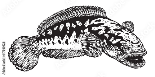 
Black white Snakehead fish channa. Image for logo, sticker or shirt design, illustration vector cartoon EPS10.