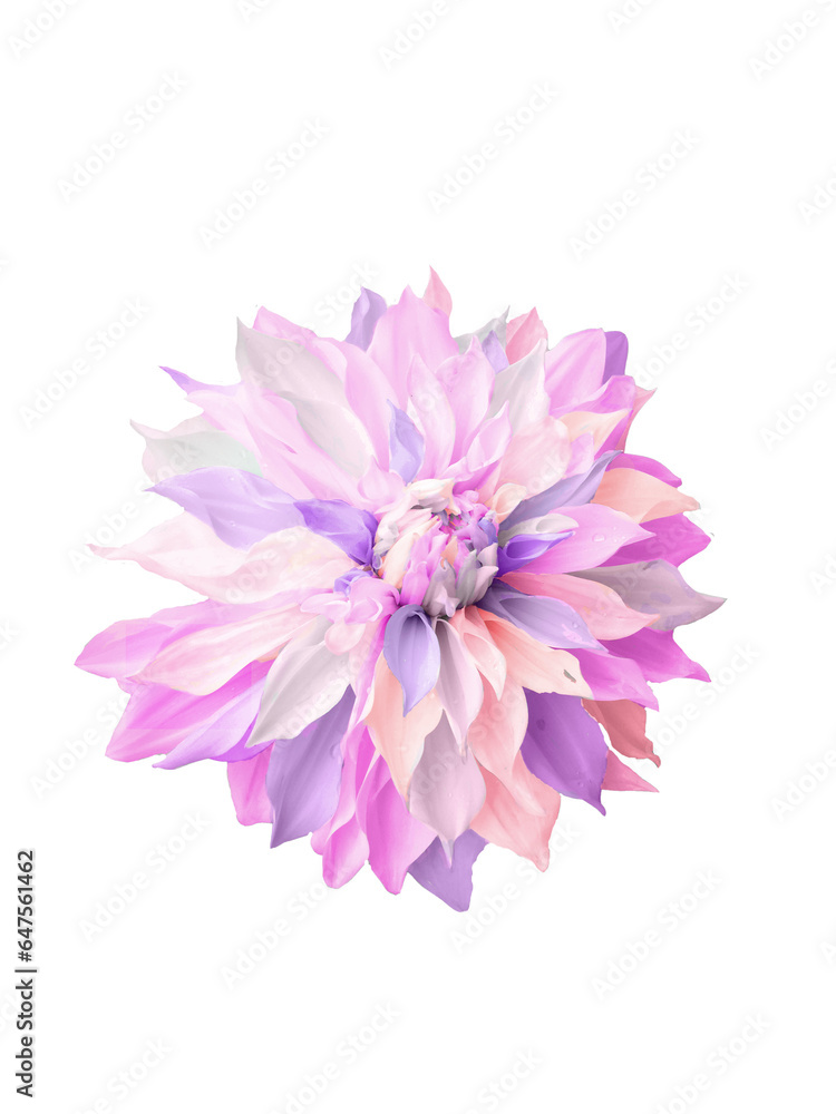 pink,white petals dahlia flower pink,white petals dahlia flower