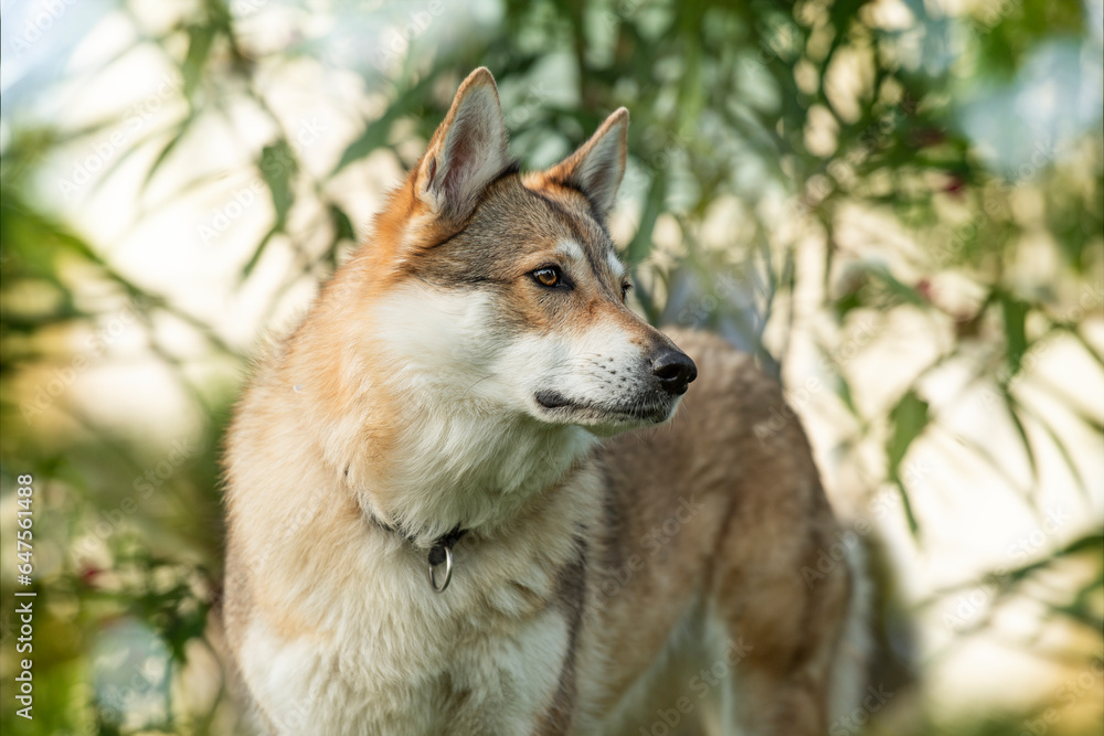 Czechoslovak wolfhound with nature background