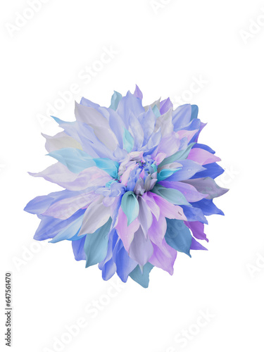 Fototapeta Naklejka Na Ścianę i Meble -  blue,pink,purple petals dahlia flower