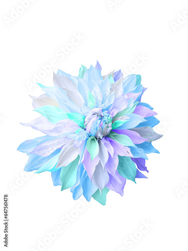 blue white purple petals dahlia flower