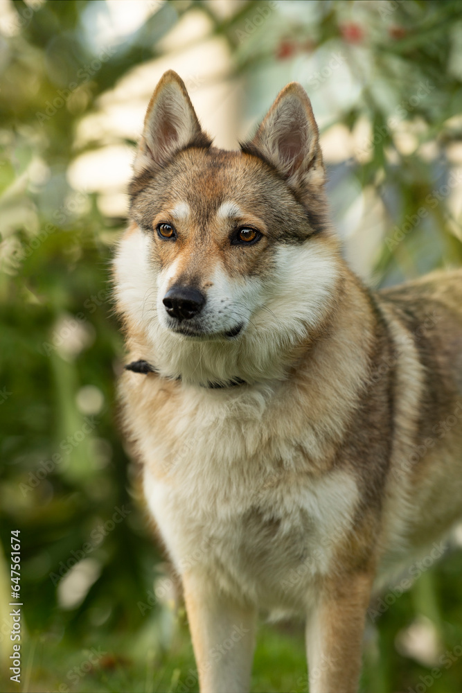 Czechoslovak wolfhound with nature background