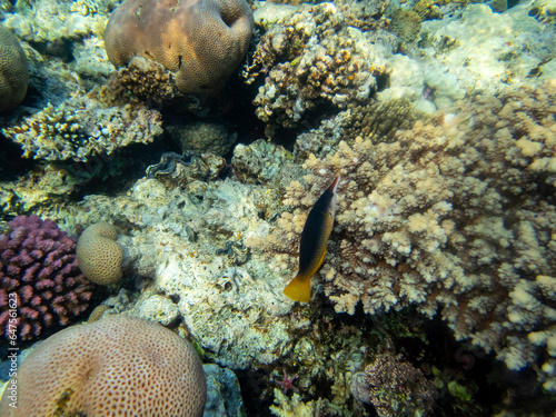Fototapeta Naklejka Na Ścianę i Meble -  Colorful inhabitants of the Red Sea coral reef