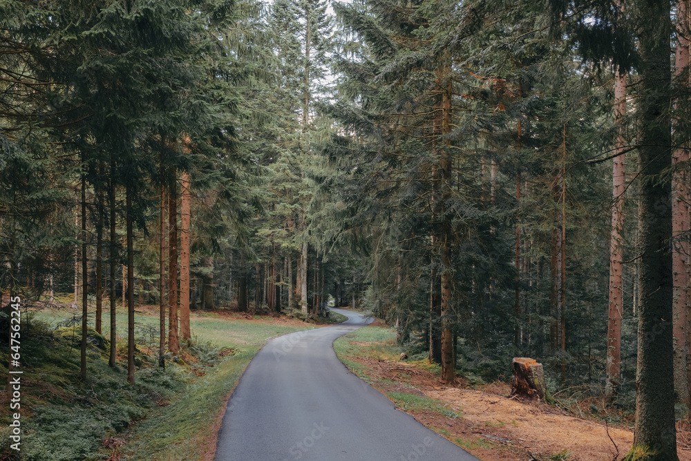 Fototapeta premium path through a coniferous forest in summer