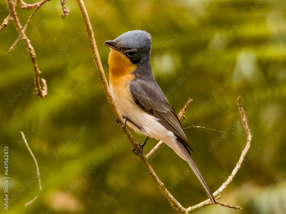 Fototapeta premium Leaden Flycatcher in Queensland Australia