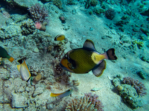 Fototapeta Naklejka Na Ścianę i Meble -  Colorful inhabitants of the Red Sea coral reef