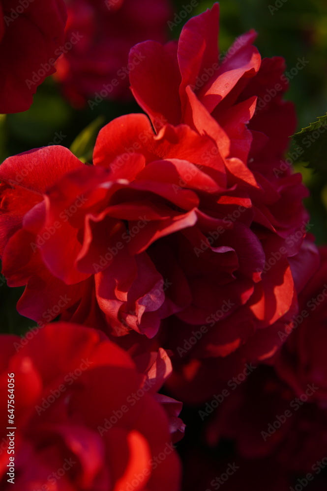 red rose petals red rose petals