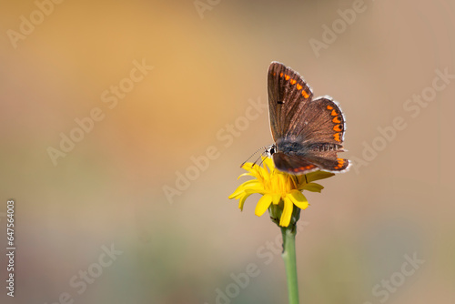 A brown argus butterfly on dried plant. Aricia agestis.