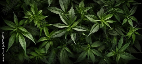 Drug legalization background - Closeup of  marijuana leaves  cannabis plants  top view