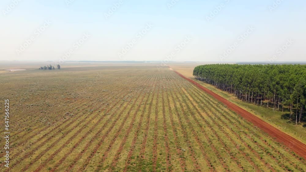Green bonus, Reforestation Field in South america. Green bonus, Reforestation Field in South america.