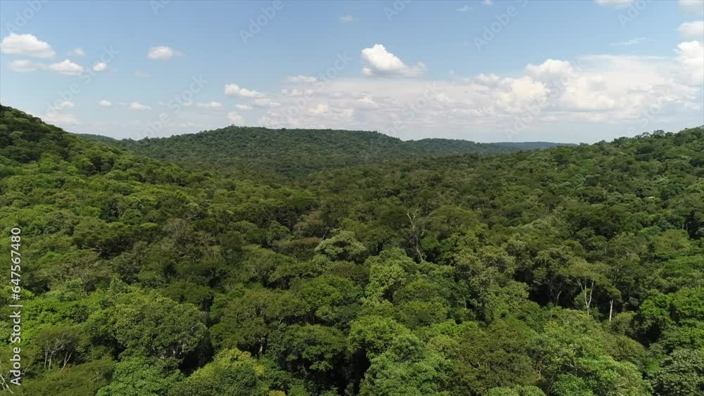 Jungle in south america, Argentina.