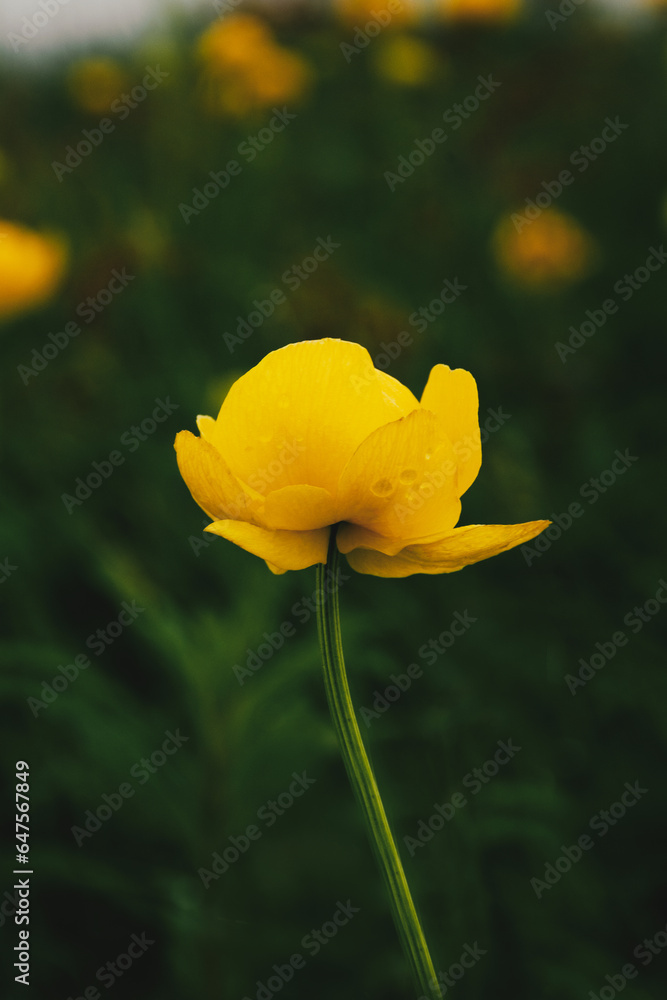 beautiful yellow flower on the tops of hills in the Carpathians. High quality photo beautiful yellow flower on the tops of hills in the Carpathians. High quality photo