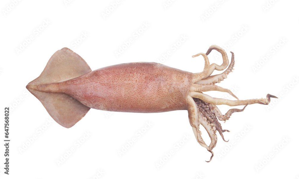 Squid isolated on white background. Squid isolated on white background.