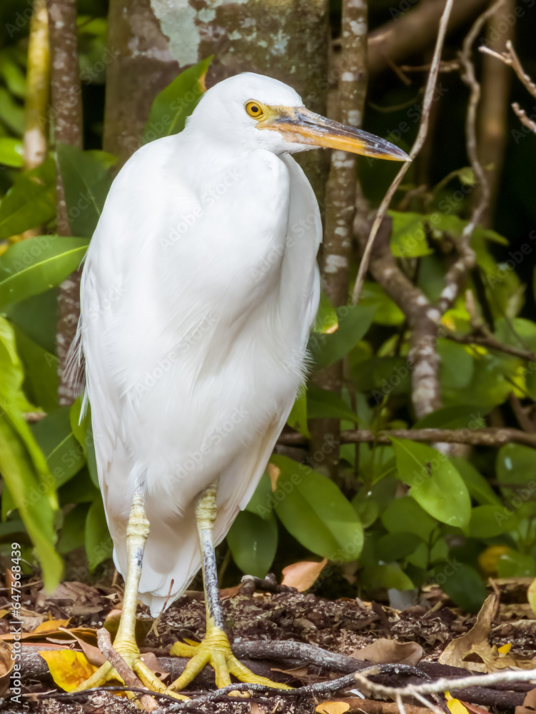 Fototapeta premium Reef Egret in Queensland Australia