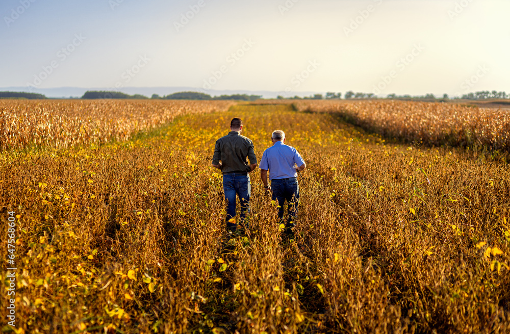 Rear view of two farmers walking in a field examining soy crop. Rear view of two farmers walking in a field examining soy crop.