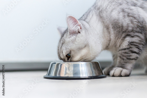 Cute little british grey kitten with a bowl of granules at home or in indoor..