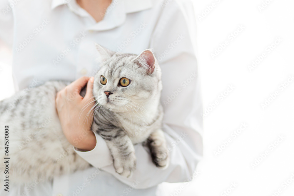Adorable british kitten with beautiful yellow eyes at vet clinic. Woman veterinarian holding in her hands cute purebred fluffy kitty during medical care examining indoors.