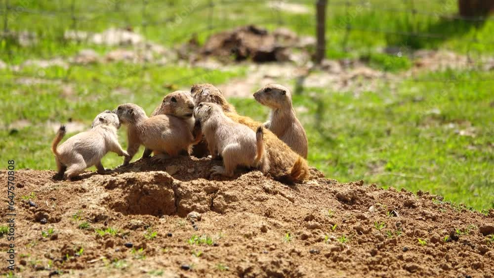 family tailed Prairie dogs (Cynomys ludovician) in the wild family tailed Prairie dogs (Cynomys ludovician) in the wild