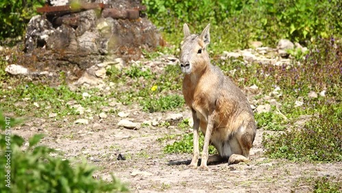 patagonian mara (dolichotis patagonum) in the wild photo