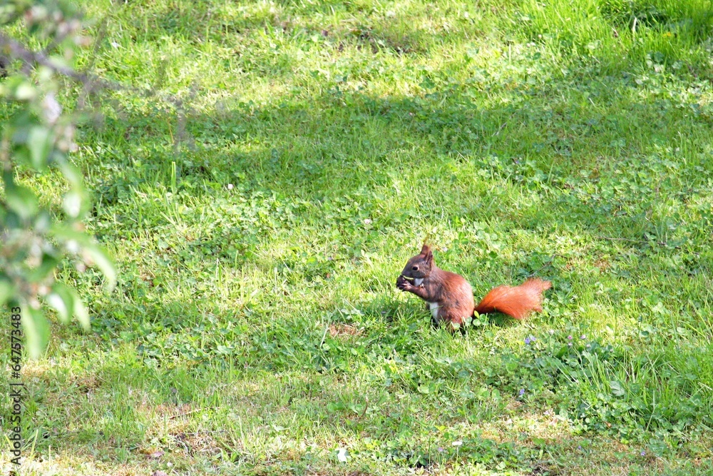 Obraz premium Eichhörnchen im Garten