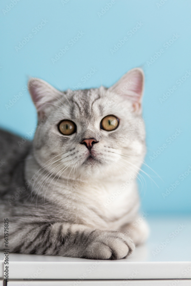 Portrait cute striped gray british kitten with big eyes sitting on white dresser at home. cat looking in camera. Concept of funny adorable cat pets..