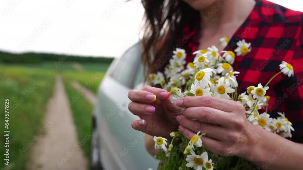 Woman daisy field. Female hands are tearing off petals of the daisy flower. Fortune-telling on a chamomile love not love. Concept of making choices, decisions and dilemmas. Woman daisy field. Female hands are tearing off petals of the daisy flower. Fortune-telling on a chamomile love not love. Concept of making choices, decisions and dilemmas.