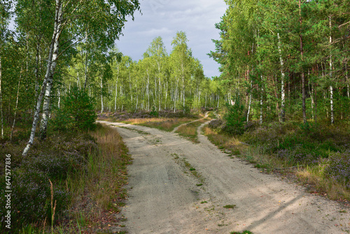 Fototapeta Naklejka Na Ścianę i Meble -  Las jesienią. Ziemia między drzewami, pobocza leśnych dróg porośnięte są krzewinkami wrzosu pokrytymi fioletowymi, drobnymi kwiatami.