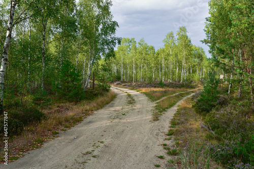Fototapeta Naklejka Na Ścianę i Meble -  Las jesienią. Ziemia między drzewami, pobocza leśnych dróg porośnięte są krzewinkami wrzosu pokrytymi fioletowymi, drobnymi kwiatami.