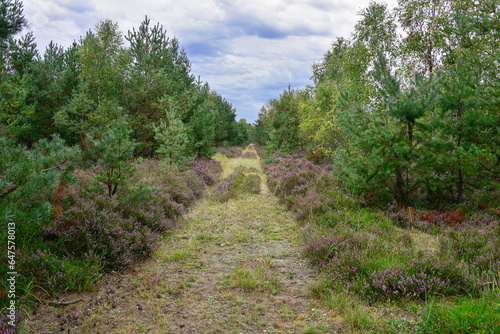 Fototapeta Naklejka Na Ścianę i Meble -  Las jesienią. Ziemia między drzewami, pobocza leśnych dróg porośnięte są krzewinkami wrzosu pokrytymi fioletowymi, drobnymi kwiatami.