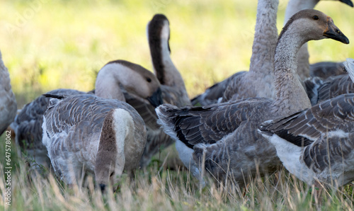 geese grazing on a farm