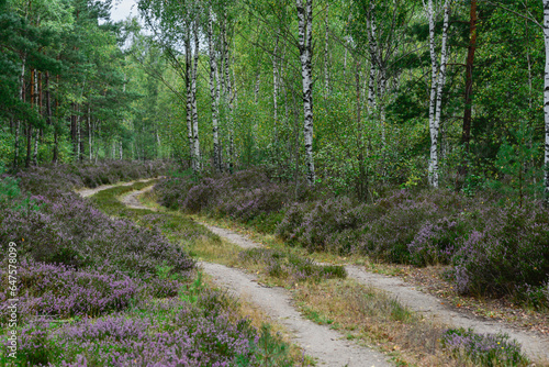 Fototapeta Naklejka Na Ścianę i Meble -  Las jesienią. Ziemia między drzewami, pobocza leśnych dróg porośnięte są krzewinkami wrzosu pokrytymi fioletowymi, drobnymi kwiatami.