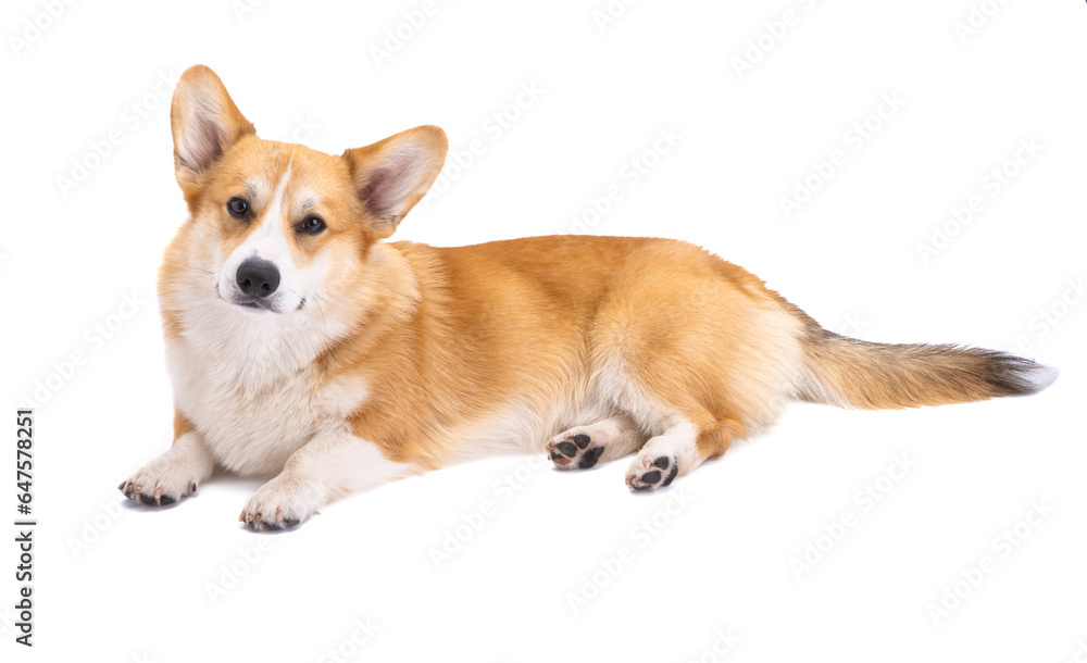 corgi isolated