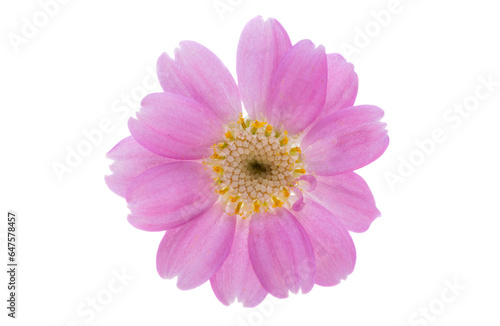 cineraria flower isolated