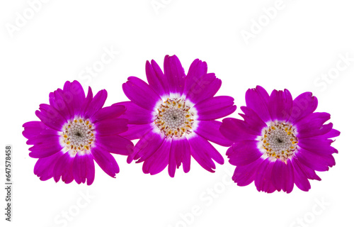 cineraria flower isolated