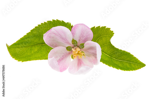 Fototapeta Naklejka Na Ścianę i Meble -  beautiful apple tree flower isolated