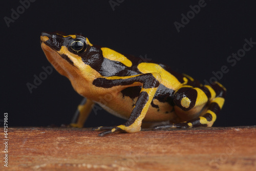 A portrait of a Harlequin Toad on a branch
 photo