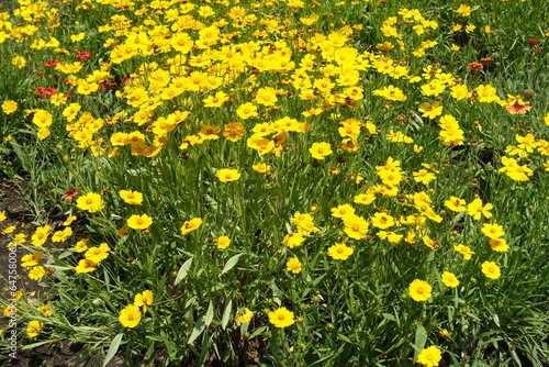 Profusion of yellow flowers of Coreopsis lanceolata in mid June
