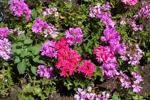 Top view of flowers of ivy-leaved pelargonium in shades of pink in July photo