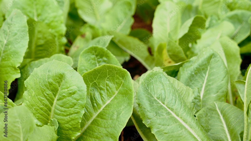 Lush leaves of lettuce in vegetable garden. Nutrient-rich crop for raw salads. Closeup view of vibrant foliage. Lush leaves of lettuce in vegetable garden. Nutrient-rich crop for raw salads. Closeup view of vibrant foliage.
