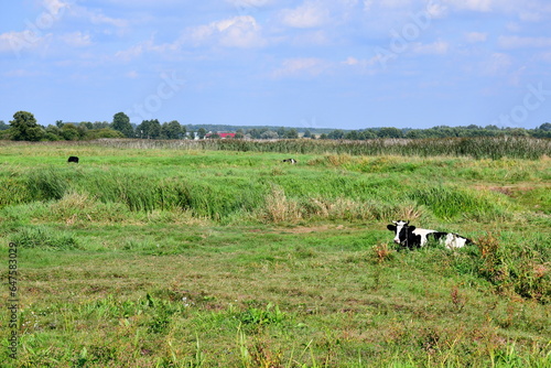 A view of a white, black and brown cow or bull grazing and looking for food in tall grass being a part of a vast field, meadow, or pastureland, seen on a Polish countryside in summer © Rafal