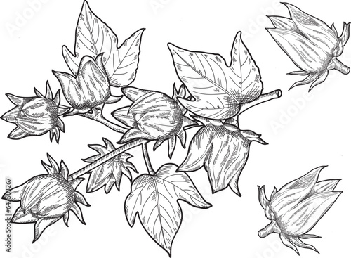 hand drawn illustration Roselle flower