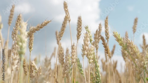 Wallpaper Mural Golden wheat field with cloudy blue sky. Torontodigital.ca