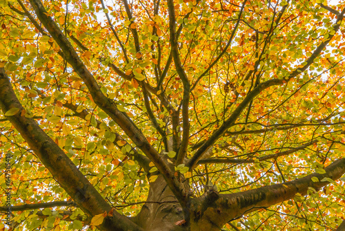 Tree with autumn leaves shot in the fall