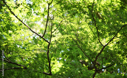 green leaves in sunlight © aozora