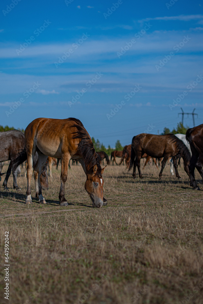 Horse in a field in summer