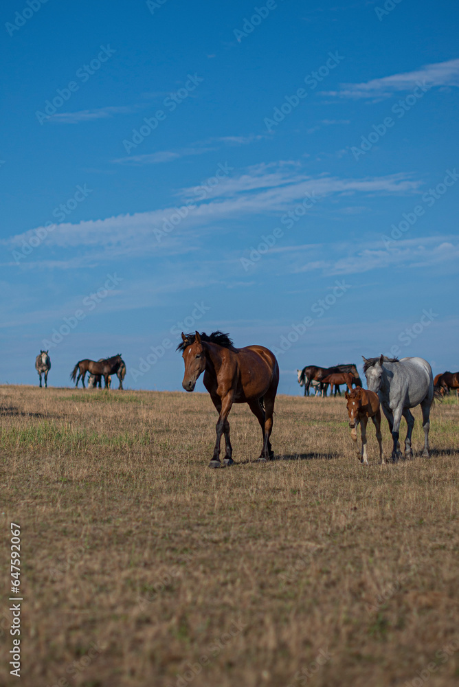 Horses in a field in summer