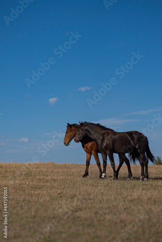 Horses in a field in summer